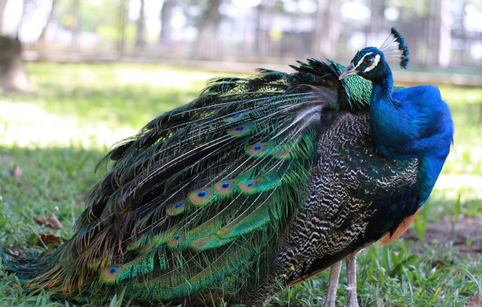 Павлиний фазан (Polyplectron bicalcaratum)