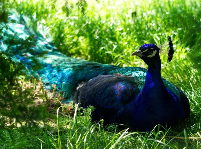 Павлин фото