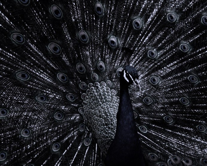 Павлин Крылья