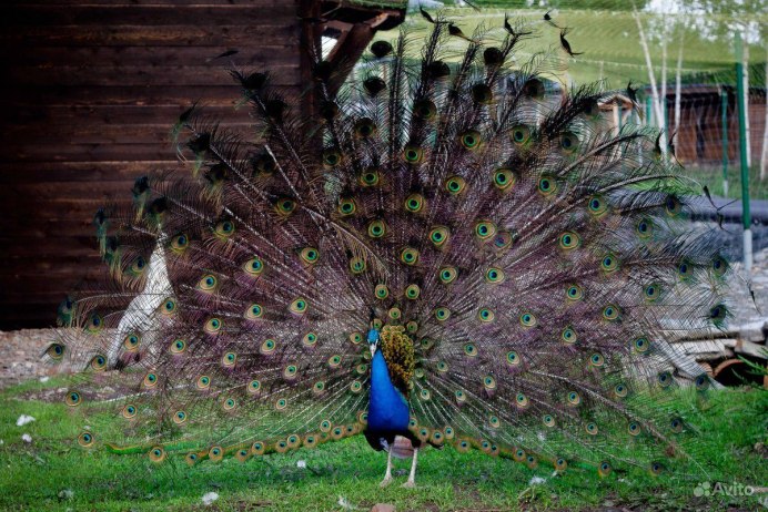 Изящные птицы