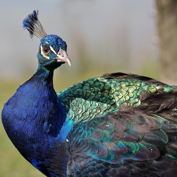 Чёрный Павлин птица