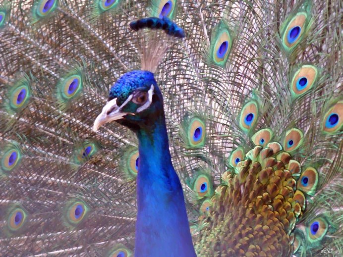 Обыкновенный Павлин Черноплечий