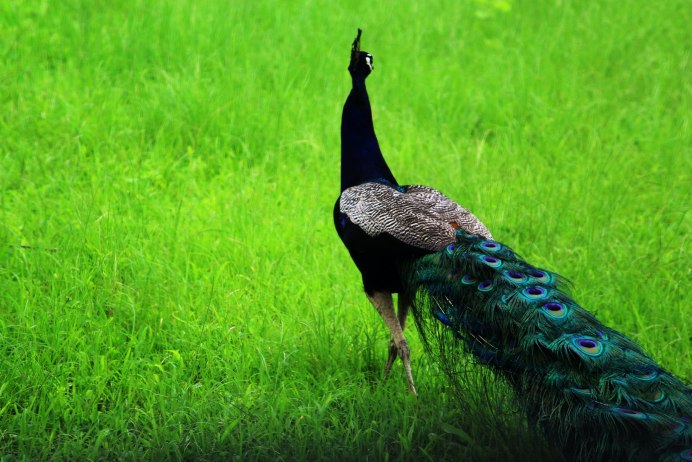 Павлин Миднайт