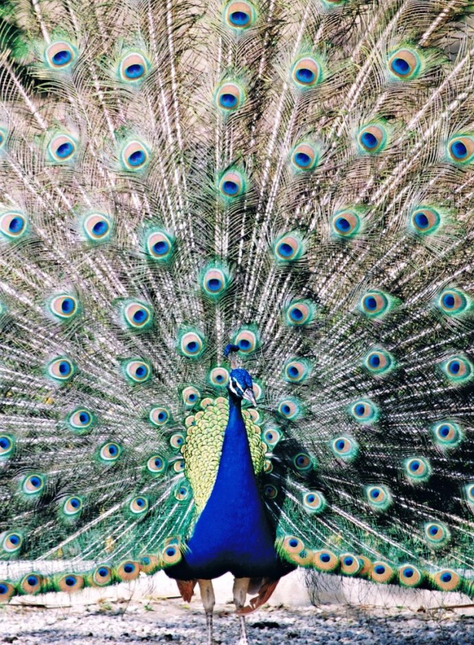 Королевский Павлин голубь