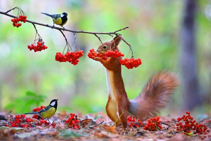 Природа и животные