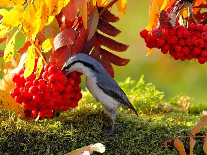 Природа животные птицы