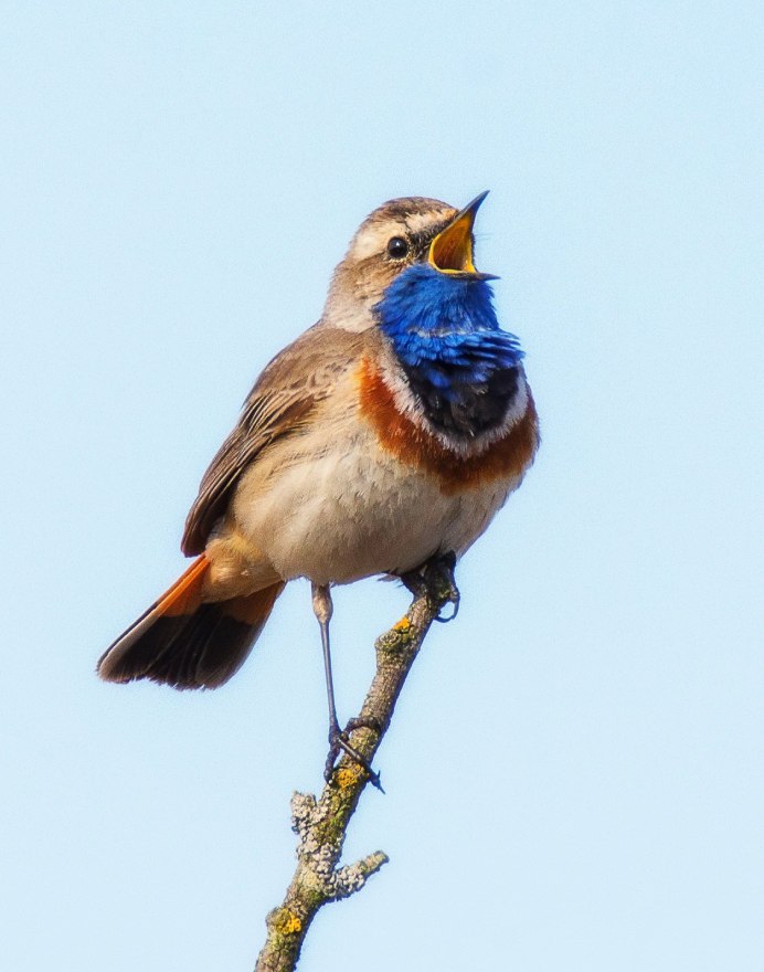 Американский Дрозд turdus migratorius
