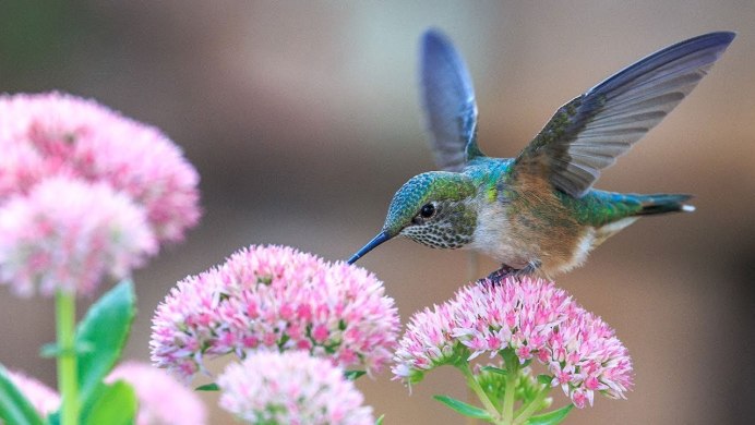 Колибри на ветке