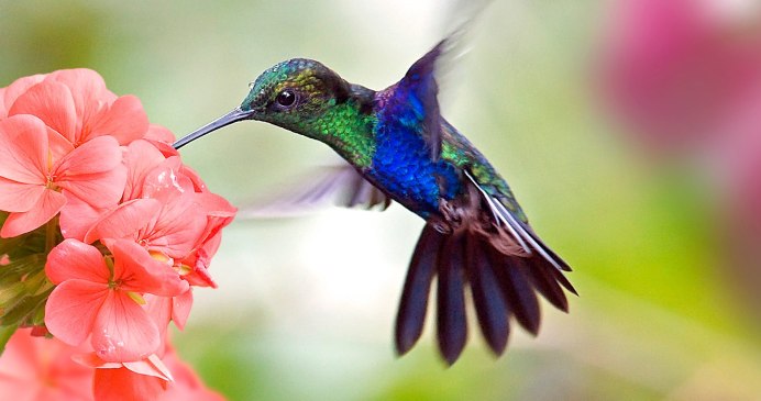 Колибри дивный Шпательтэил