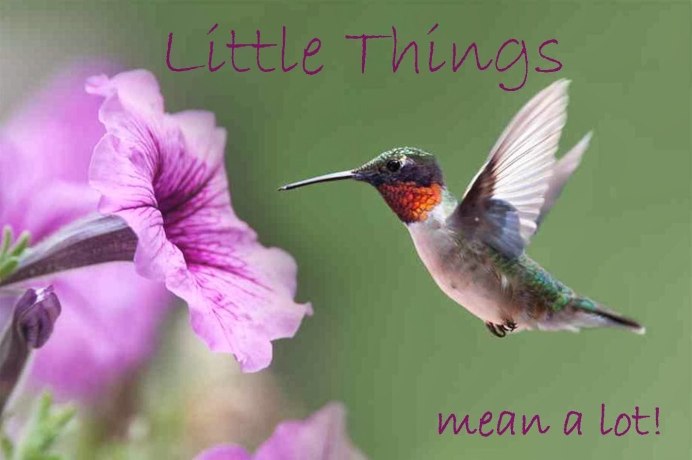 Огненосный Колибри