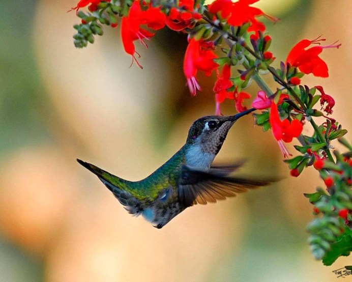 Колибри Шмель