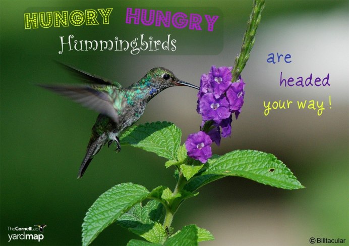 Клюв Колибри