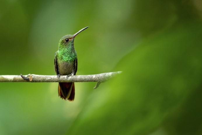 Крымская Колибри