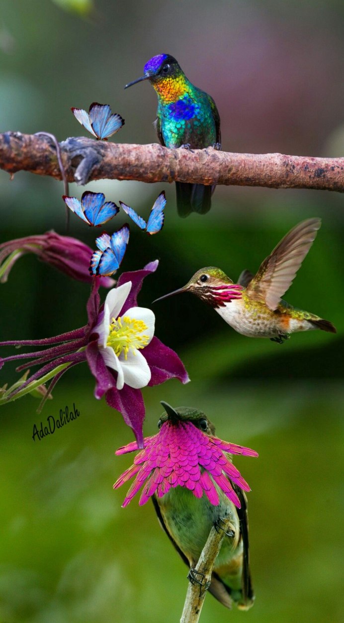 Колибри эндемик Южной Америки