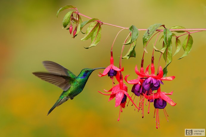 Шлемоносный Колибри