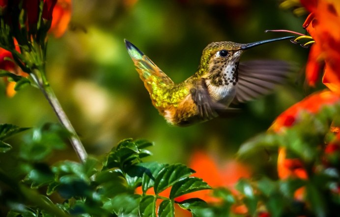 Колибри Южной Америки