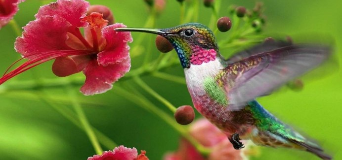 Цвет Колибри