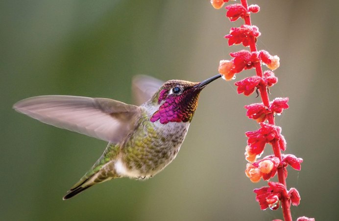 Колибри Карел Мартенс