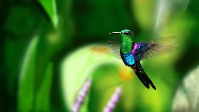 Калипта Анны птица