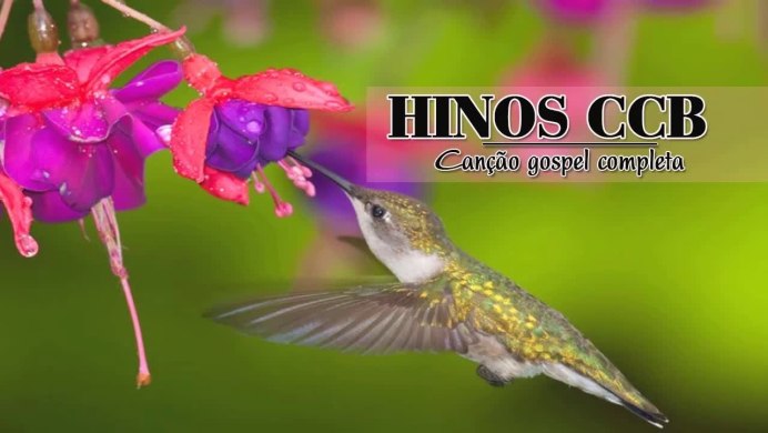 Колибри зеленая с розовым