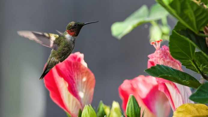 Колибри на ветке