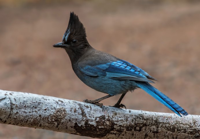 Phoenicurus ochruros
