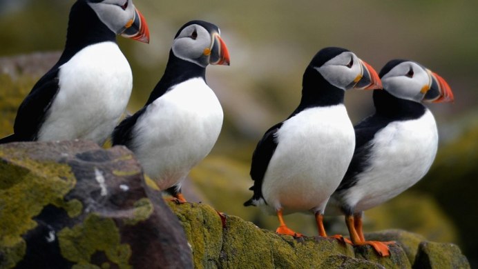 Shooting Britain Birds