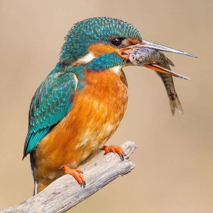 Европейский Робин (Erithacus rubecula)