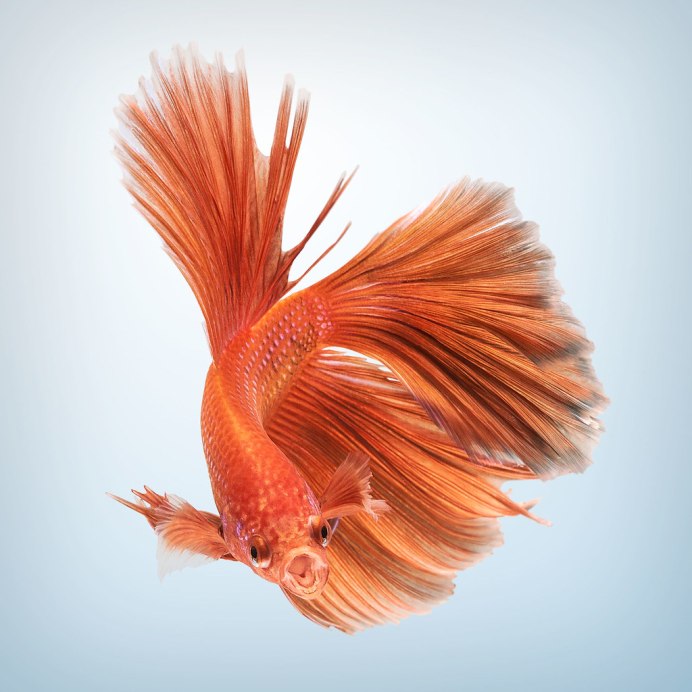 Betta splendens Orange