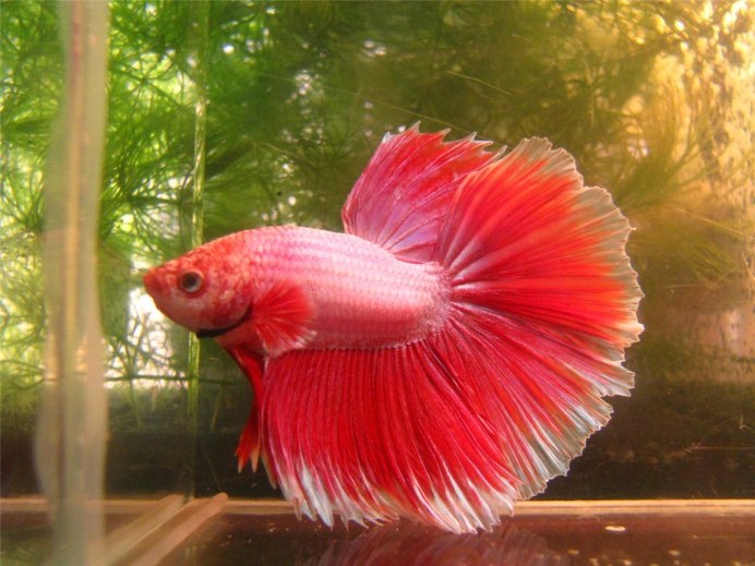 Betta Fish