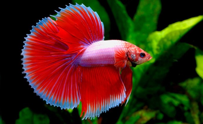 Orange Veiltail Betta