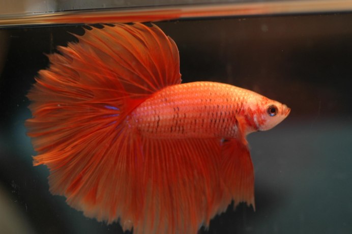 Betta splendens super Orange