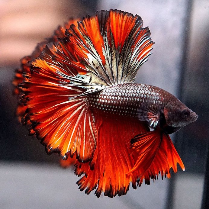 Giant Betta