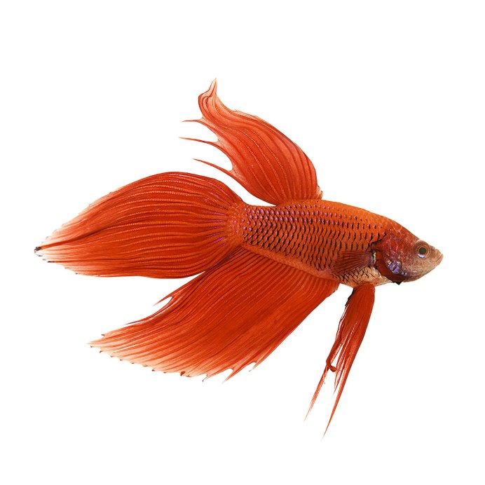 Рыбка петушок Betta splendens