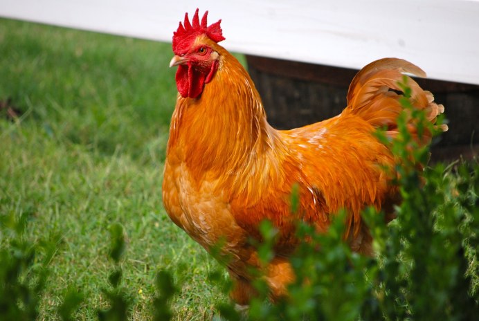 Orpington buff Chicken