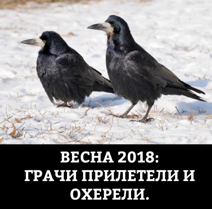 Смешной ворон
