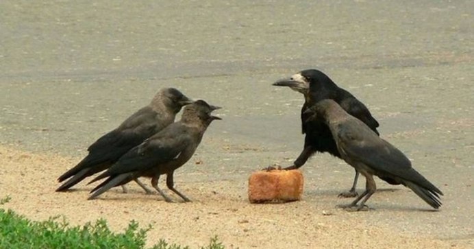 Забавные вороны