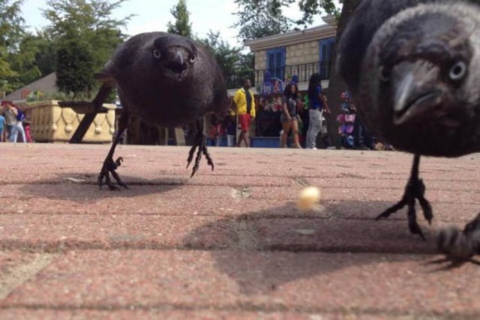 Ворон прикольный