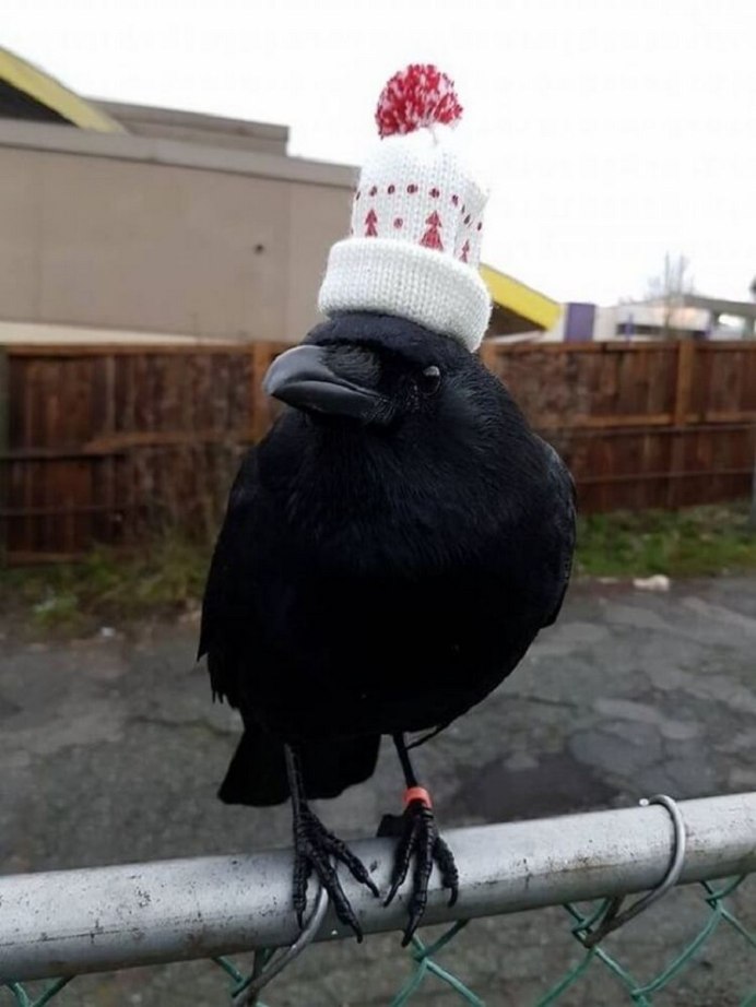 Ворон с цветком в клюве