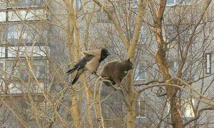 Ворона с ножиком