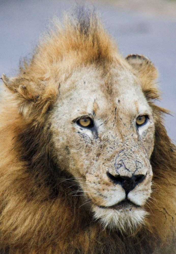 Cowardly Lion
