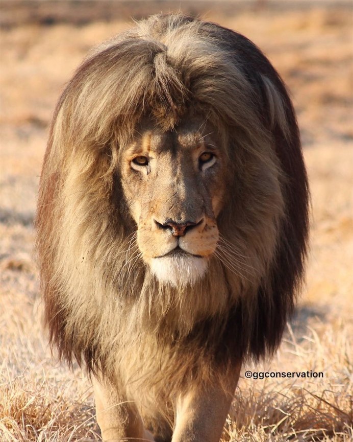 Panthera Leo melanochaita