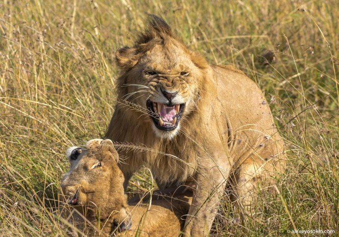 Maned lioness