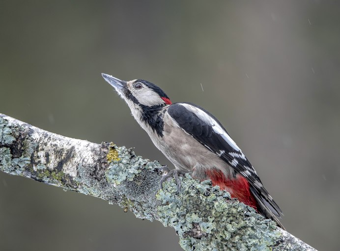 Lineated Woodpecker