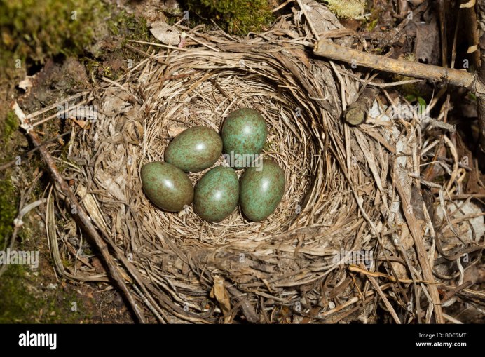 Turdus Merula яйца