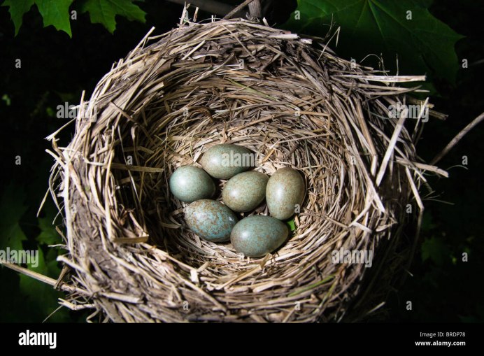 Дрозд-белобровик turdus iliacus