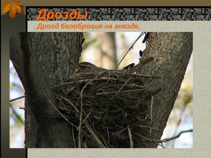 Дрозд-белобровик turdus iliacus