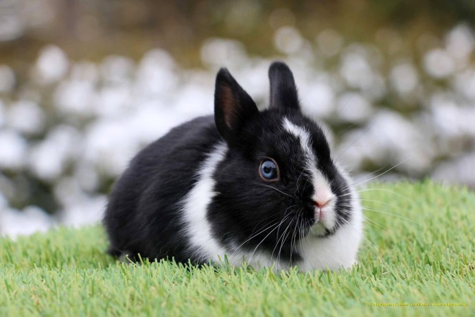 Watership down арт