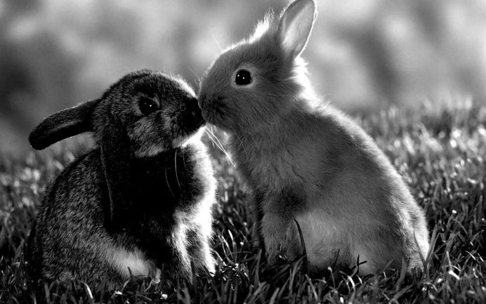 Continental giant Rabbit