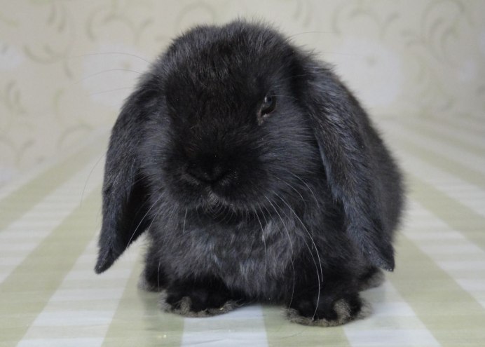 Черный кролик / Bunny Black игра